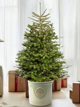 Pot Grown Nordmann Fir